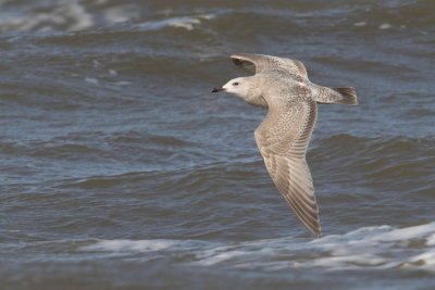 Thayers Gull - Thayers Meeuw