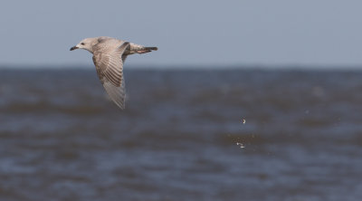 Thayers Gull - Thayers Meeuw