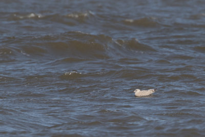 Thayers Gull - Thayers Meeuw