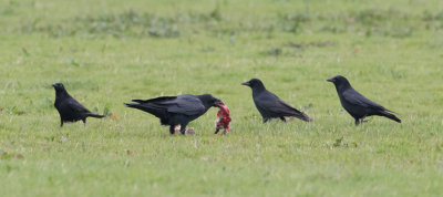 Common Raven - Raaf