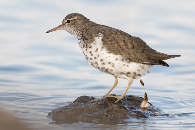 Spotted Sandpiper - Amerikaanse Oeverloper