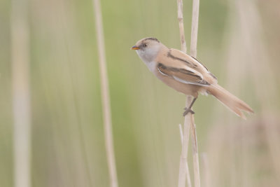 Bearded Tit - Baardman