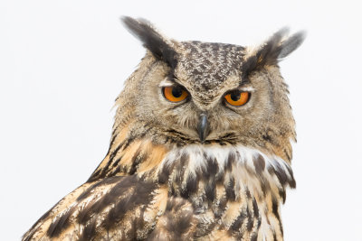 Eurasian Eagle-owl - Oehoe