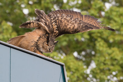 Eurasian Eagle-owl - Oehoe
