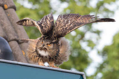 Eurasian Eagle-owl - Oehoe