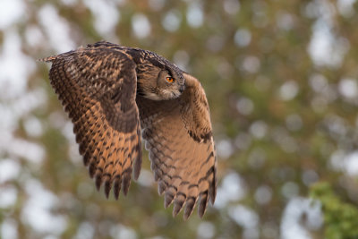Eurasian Eagle-owl - Oehoe