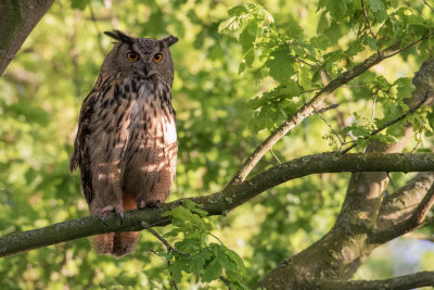 Eurasian Eagle-owl - Oehoe