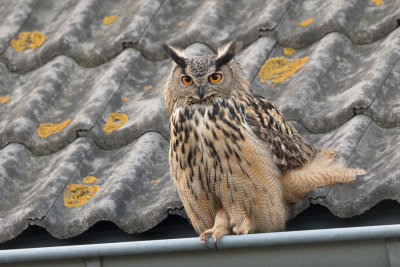 Eurasian Eagle-owl - Oehoe