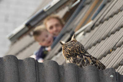 Eurasian Eagle-owl - Oehoe