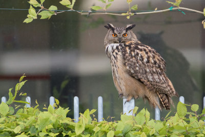 Eurasian Eagle-owl - Oehoe