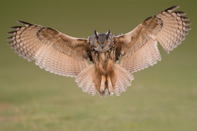 Eurasian Eagle-owl - Oehoe