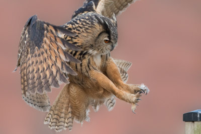 Eurasian Eagle-owl - Oehoe