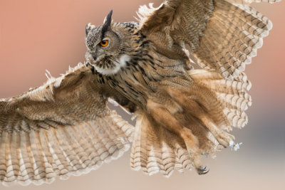 Eurasian Eagle-owl - Oehoe