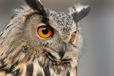 Eurasian Eagle-owl - Oehoe