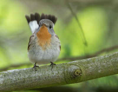 Red-breasted Flycatcher - Kleine vliegenvanger