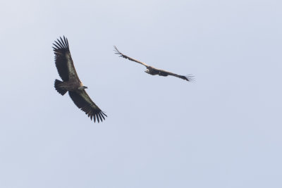 Griffon Vulture - Vale Gier