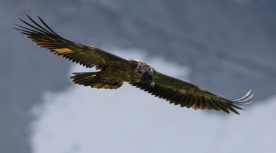 Bearded Vulture - Lammergier
