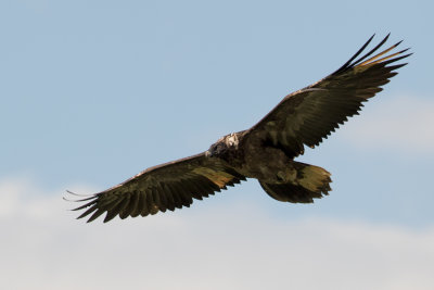 Return of Bearded Vulture Schils