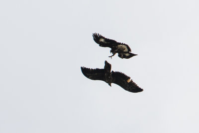 Return of Bearded Vulture Schils