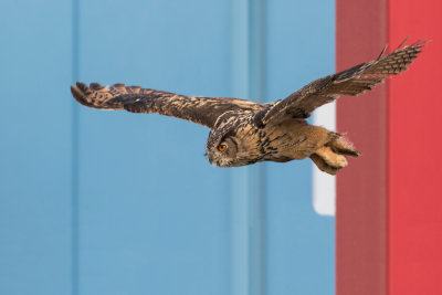 Eurasian Eagle-owl - Oehoe