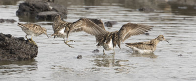 Sharp-tailed Sandpiper - Siberische Strandloper