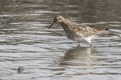 Sharp-tailed Sandpiper - Siberische Strandloper