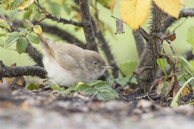 Desert Warbler - Woestijngrasmus