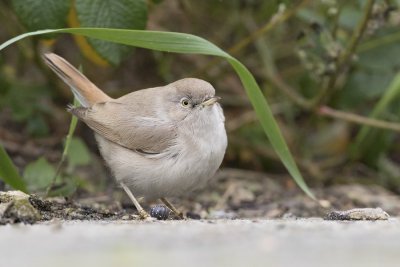 Desert Warbler - Woestijngrasmus