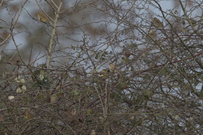 Pine Bunting - Witkopgors