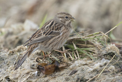 Pine Bunting - Witkopgors