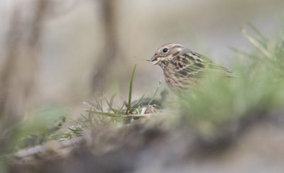 Pine Bunting - Witkopgors