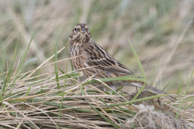 Pine Bunting - Witkopgors