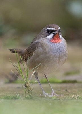 Siberian Rubythroat - Roodkeelnachtegaal