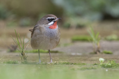 Siberian Rubythroat - Roodkeelnachtegaal