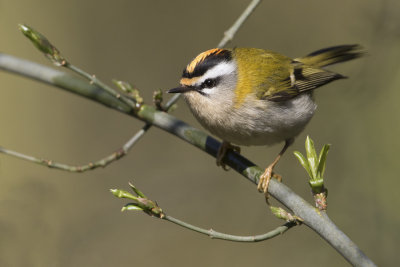 Common Firecrest - Vuurgoudhaan