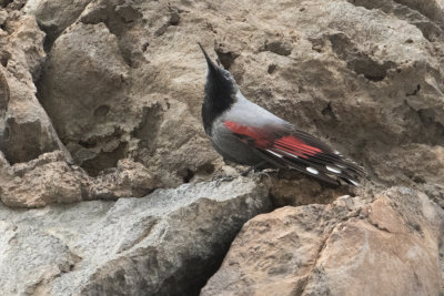 Wallcreeper - Rotskruiper