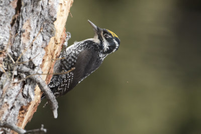 Three-toed Woodpecker - Drieteenspecht