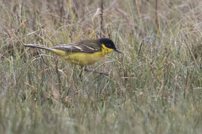 Black-headed Wagtail - Balkankwikstaart