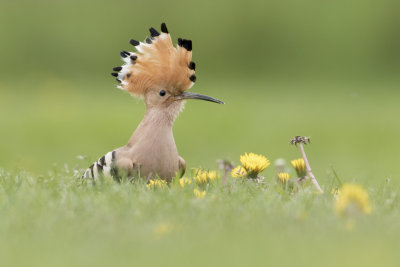Scarce Birds of the Netherlands