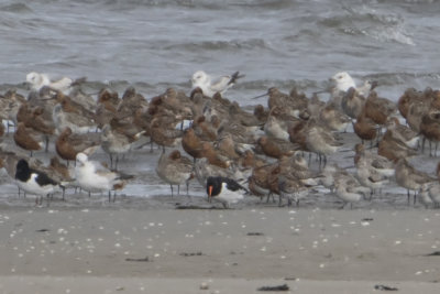 Great Knot - Grote Kanoet