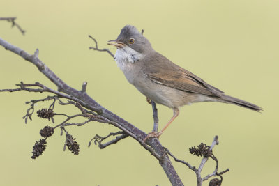 Common Whitetroat - Grasmus