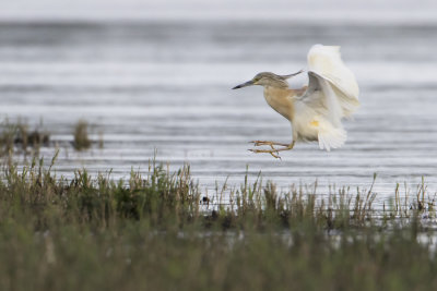 Ralreiger - Squacco Heron