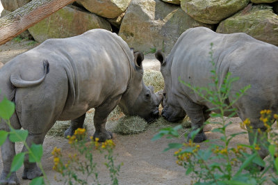 Rhinos Feeding