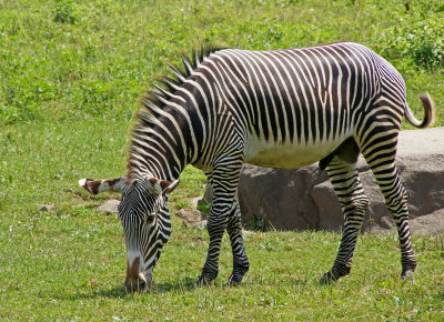 Greveys Zebra (endangered)