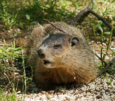 ground hog-8-7-13 - an unwelcome visitor 