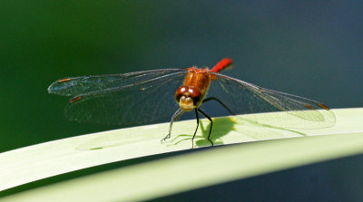 Ruby Meadowhawk Dragonfly