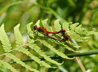 Dragonflies mating