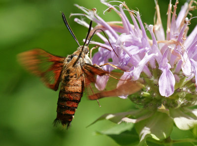 7-27-13 Hummingbird clearwing moth