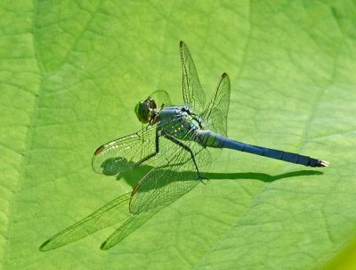 Male Eastern Pond Hawk - dragonfly