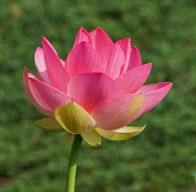 Lotus Flower- 7-12-13